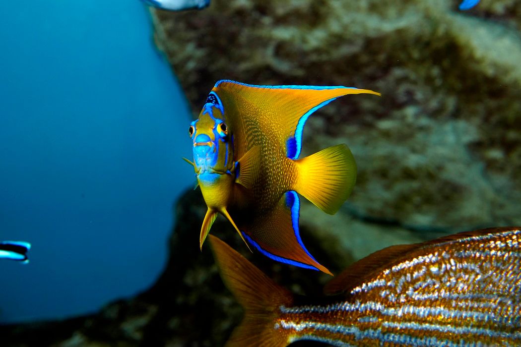 Grand Aquarium de Saint-Malo