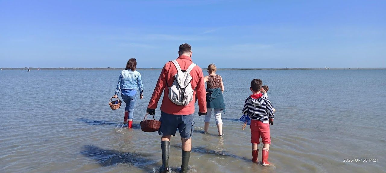 Pêche à pied avec Monsieur Jean, entre autres des Saint-Jacques