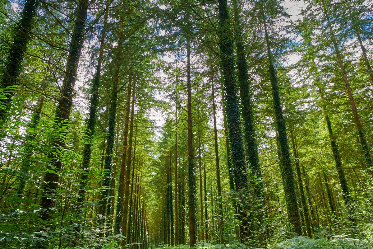 Forêt Domaniale de Pont Calleck