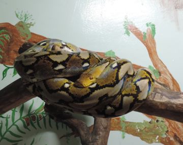 Terrarium de Kerdanet