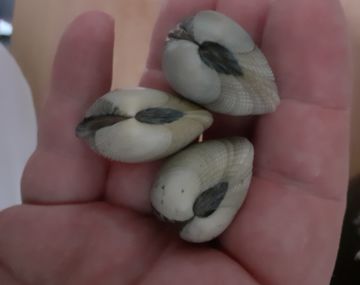 Venez découvrir la pêche à pied avec Monsieur Jean !