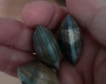 Venez découvrir la pêche à pied avec Monsieur Jean !