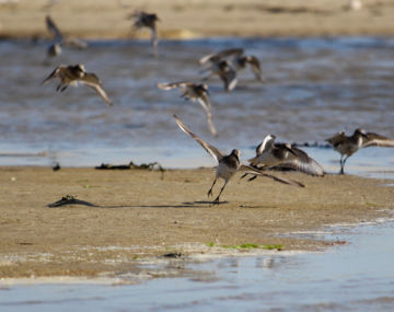 Sortie nature : Découverte des oiseaux côtiers