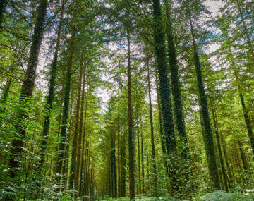 Forêt Domaniale de Pont Calleck