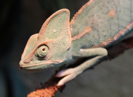 Chamaeleo calyptratus_2