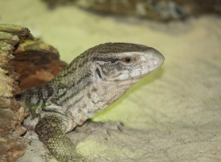 Varanus exanthematicus_3