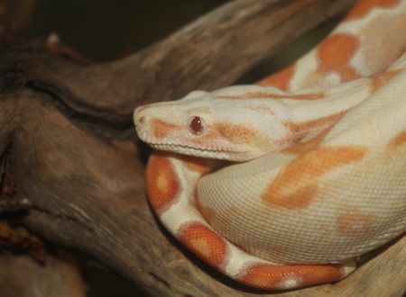 Boa imperator (sunglow)_4