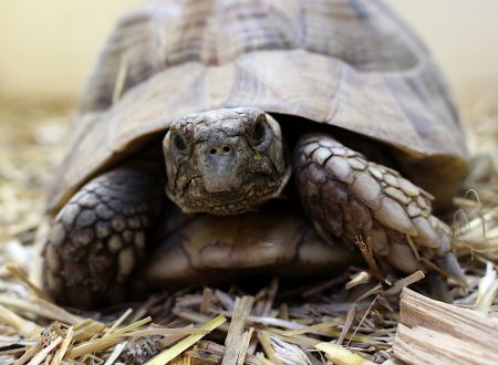 tortue hermann_4