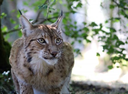 Lynx_3