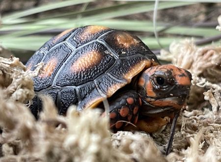 bébé tortue_3