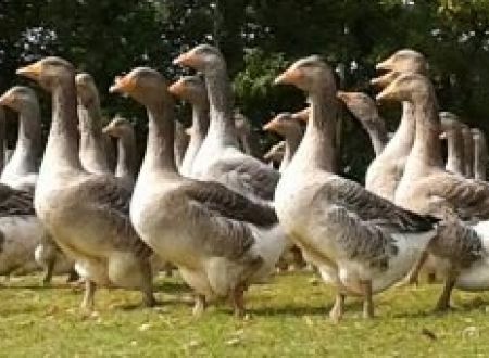 the mound of geese _noilhac_2