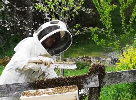 régine récupérant un essain d'abeilles la cité des insectes