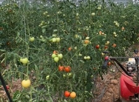 Les Jardins de Lagarde_5