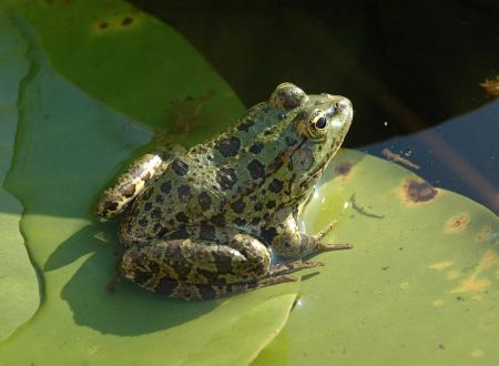 CRAPAUD
