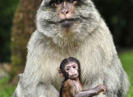 LOI3155CDT460001 Singes 1_3