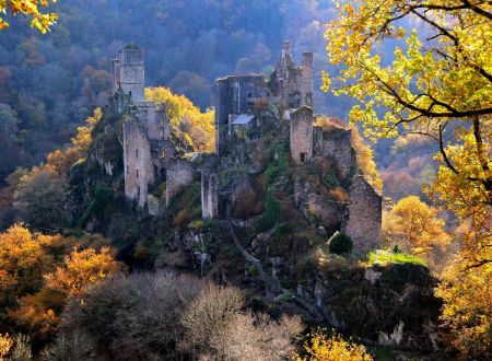 Merle à l'automne ©B.Bardi_1