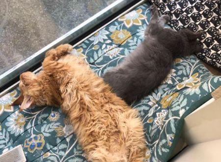 O p'tit chat gaillard