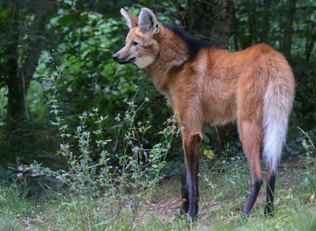 Réserve Zoologique de Calviac - Chrysocyon brachyurus (62)