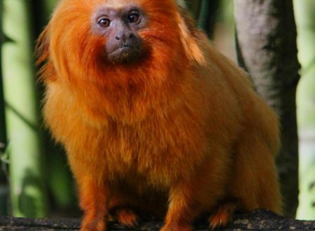 Reserve_Zoologique_de_Calviac