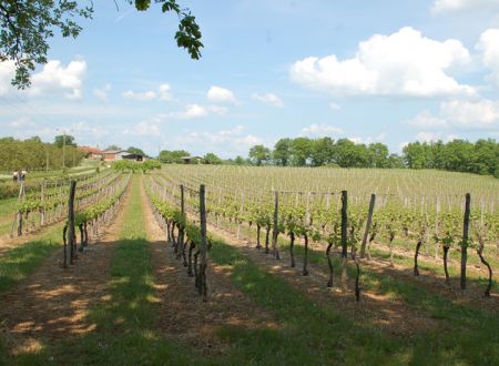 VIN_MILLE_ET_UNE_PIERRES_BRANCEILLES_4_2