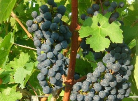 c_cave viticole de branceilles OK_5