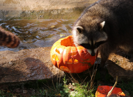 Halloween_1