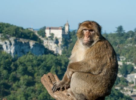 singe rocamadour©la forêt des singes_1
