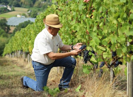 Vin de Pays des coteaux du Saillant-Vézère_2
