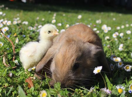 Pâques au parc animalier de Gramat_2
