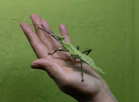 Cite_des_insectes©Aurelie_Maichel2022 (1)