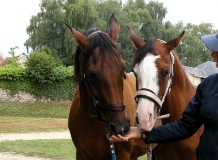 Grand show cheval Arabe © Maxime Dupuy