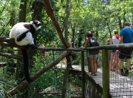 Réserve Zoologique de Calviac - Animation (Varecia variegata)-1