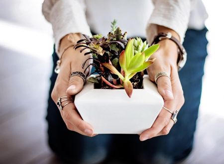 dompixabay-succulents-2347550_1280