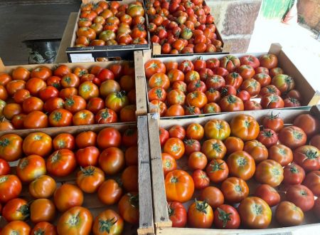 Ferme-de-Brossard_Lanteuil_tomates_5