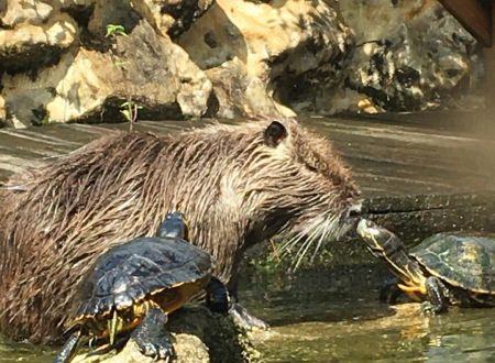 6. Myocastors et tortue BASSIN
