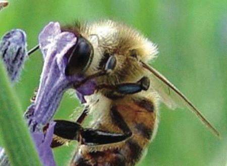 Abeille_1