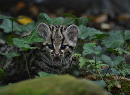 Reserve_Zoologique_de_Calviac