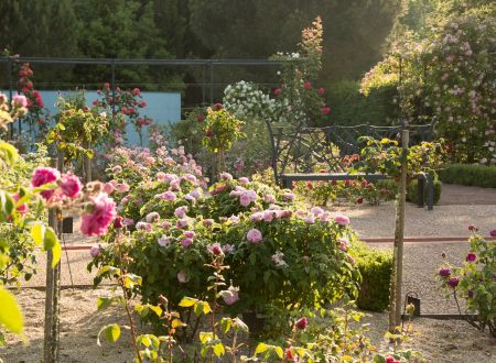 Jardins_de_Colette_-_Printemps_-_Varetz-Malika_TURIN-3390