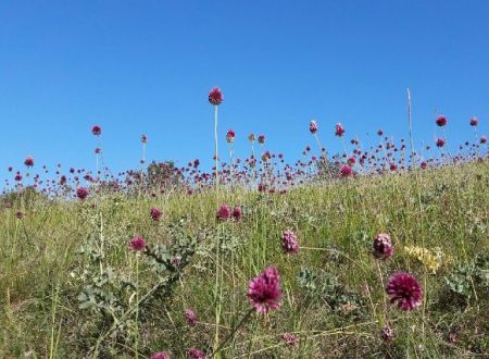 plantes sauvages_1