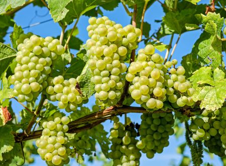 couleur-grapes-2656259