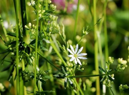 wildflower-4277268_640