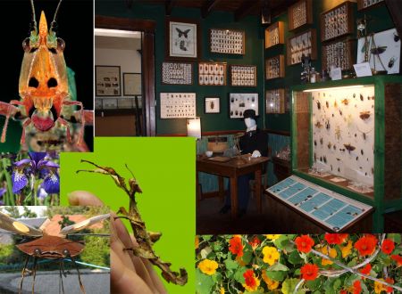 Cité des Insectes : Musée & Parc nature_1