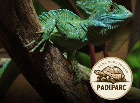 Basiliscus plumifrons_1