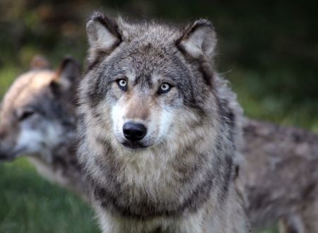 Loups_1