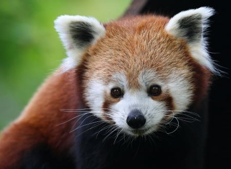 Ailurus fulgens fulgens (17)