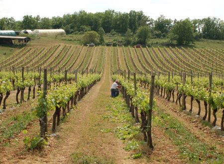 VIN_MILLE_ET_UNE_PIERRES_BRANCEILLES_2_1