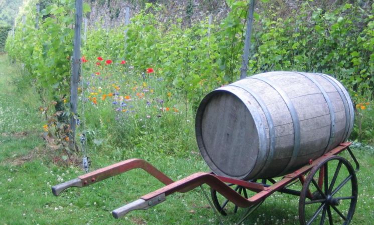 Vignoble Villers