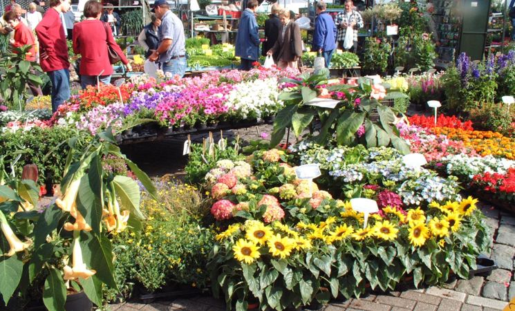 Wavre - marché aux fleurs - horticulture