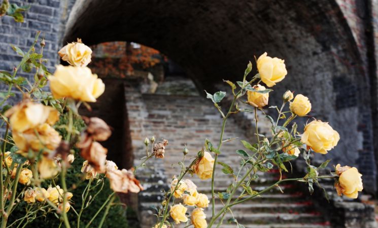 Secrets de roses 2 à l'Abbaye de Villers