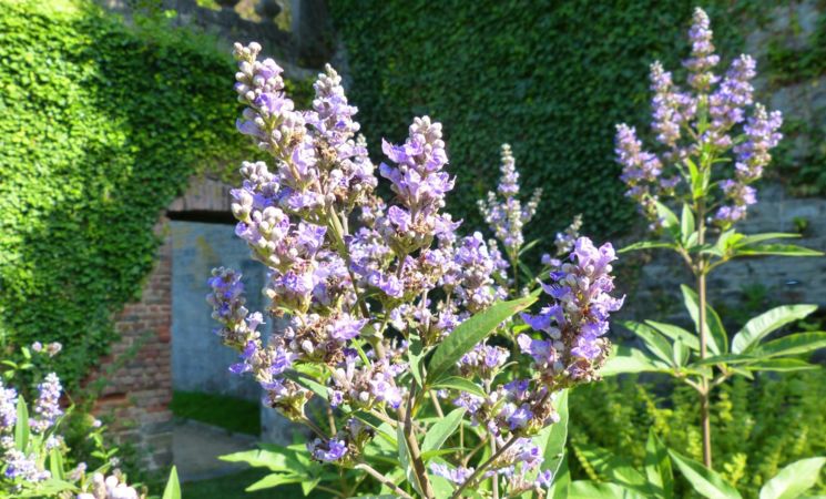 Visite guidée du jardin médiéval de l'Abbaye